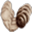 StrongDC++ logo