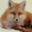 XMLFox logo